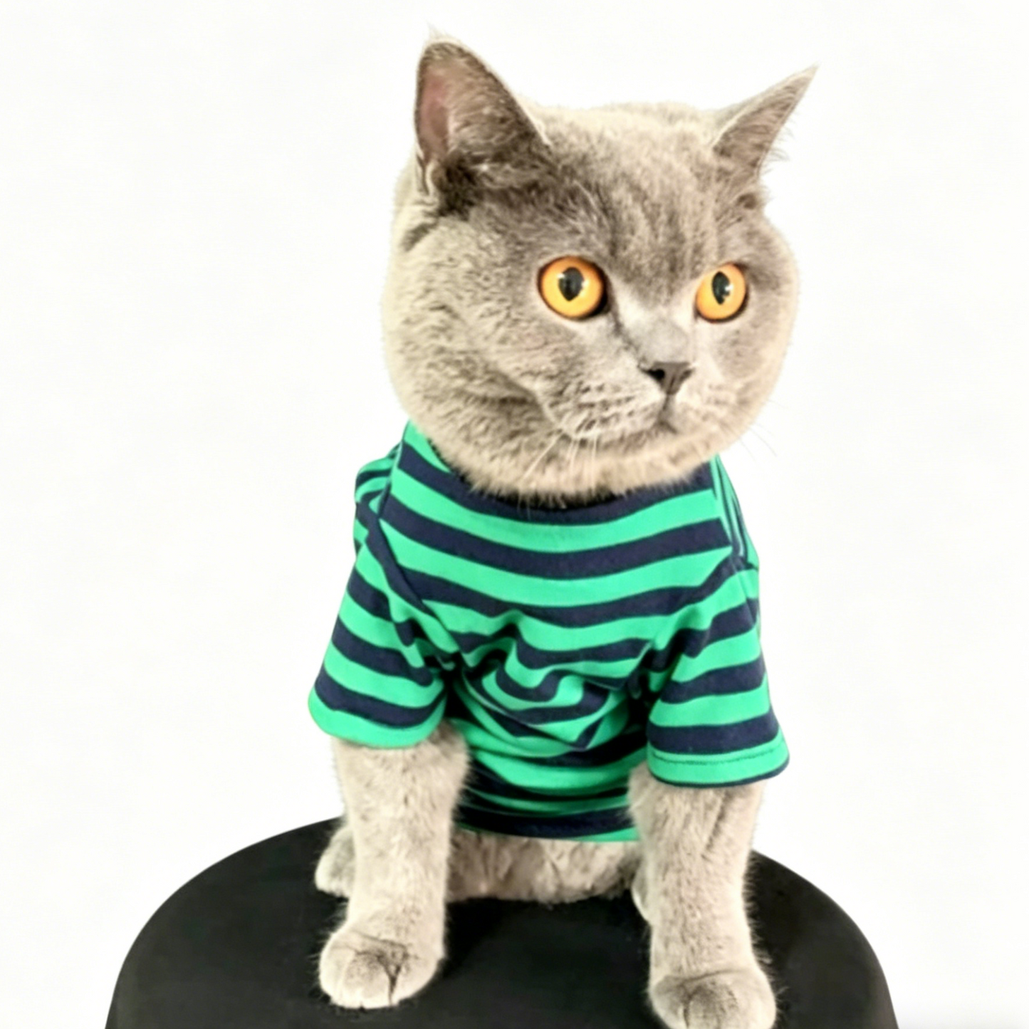British Shorthair Striped Jumper  Classic Cotton Cat Top
