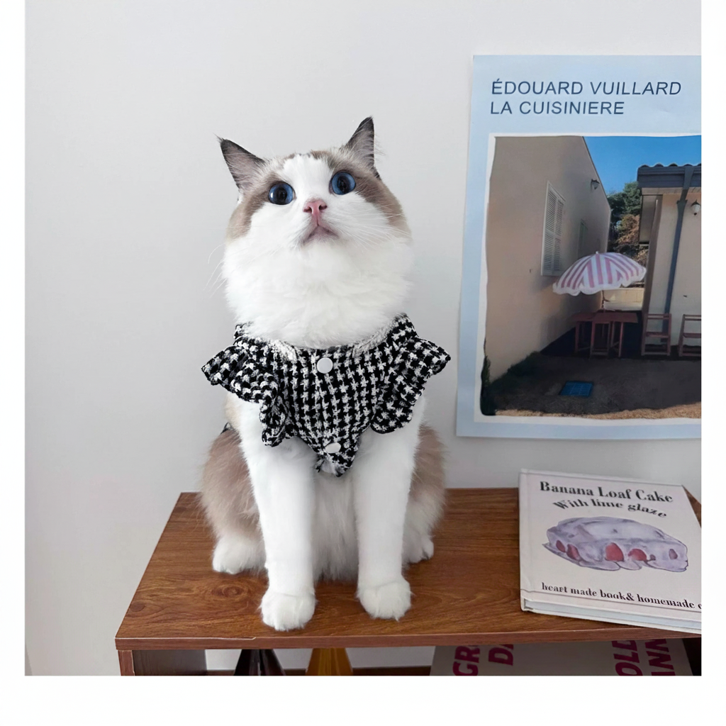 布偶猫仰视