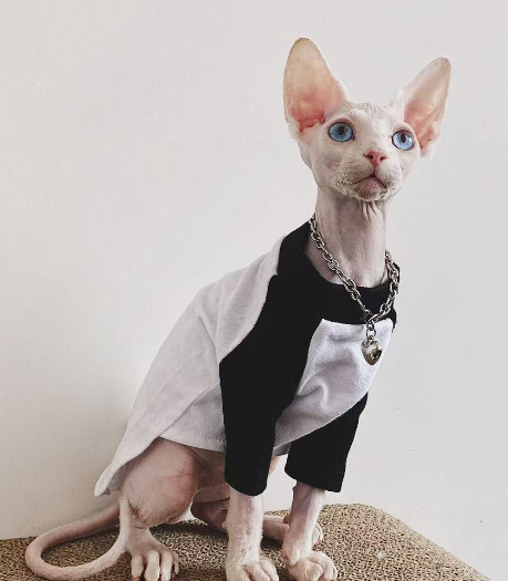 Sphynx Cat Jumpers Soft Cotton Streetwear Hairless Cats Clothes